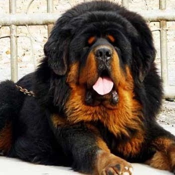 Mastin Tibetano.